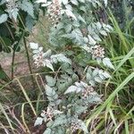 Rubus thibetanus Otro