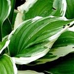 Hosta plantaginea Lapas