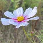 Cosmos bipinnatus 花