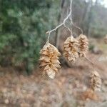 Ostrya carpinifolia Fruit