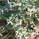 Chamaesyce hypericifolia Хабит