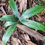 Dracaena arborea Hoja