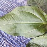 Strychnos potatorum Leaf