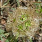 Lomelosia stellata Mbuma