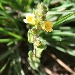 Alectra sessiliflora Flor