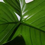 Philodendron pedatum Blad