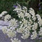 Heracleum pyrenaicum 花