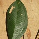 Miconia elata Blatt