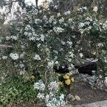 Leptospermum laevigatum 花