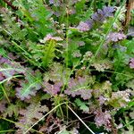 Pedicularis sceptrum-carolinum Hábito