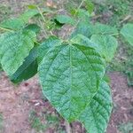 Erythrina edulis Lapas