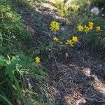 Hieracium prenanthoides Natur