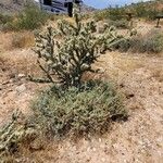 Cylindropuntia ramosissima Leaf