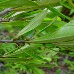 Myrsine asymmetrica Συνήθη χαρακτηριστικά