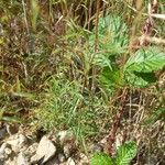 Epilobium brachycarpum Blatt