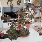 Coleus scutellarioides Tervik taim