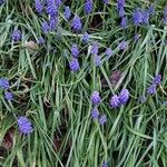 Muscari botryoides عادت داشتن