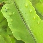 Nephrolepis falcata Leaf