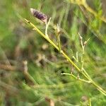 Genista florida Fruit