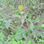 Lactuca canadensis Blomma