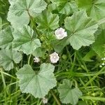 Malva pusilla পাতা