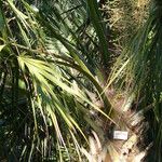 Sabal palmetto 葉