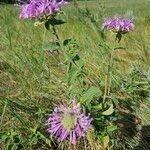 Monarda fistulosaFlower