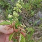 Ocimum campechianum পাতা