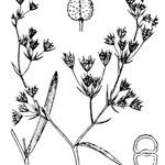 Bupleurum semicompositum Anders