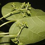 Jatropha curcas Levél