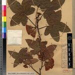 Dombeya roseiflora Otro