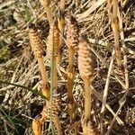 Equisetum arvense Maua