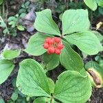 Cornus canadensis Froito