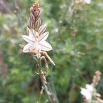 Asphodelus fistulosus 花