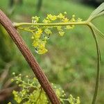 Searsia lancea Rinde