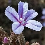 Plumbago europaea Flower