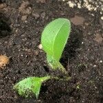 Nicotiana rustica Leaf