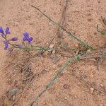 Polygala microphylla Habitat