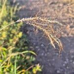 Bothriochloa insculpta Flor