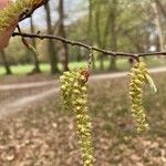 Carpinus betulusFlower