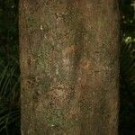 Protium apiculatum Coajă