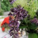 Salvia verticillataКвітка