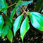 Cinnamomum burmanni Folha