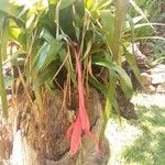 Billbergia nutans Blatt