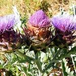 Cynara cardunculus Květ