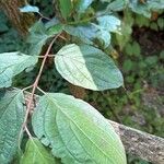 Cornus rugosa Blatt