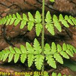 Dryopteris remota Frunză