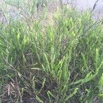 Baccharis trimera Лист