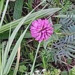 Trifolium alpestreКвітка