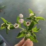 Erigeron philadelphicus Flors